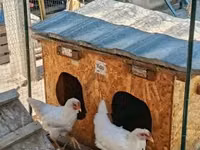 Chickens — photo 4