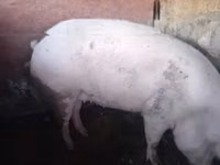 Świnie (partia, płeć nieokreślona) — zdjęcie 3