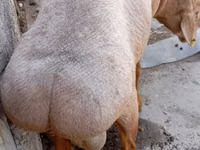 Qoʻchqor, Ordabasy sheep — 5-rasm