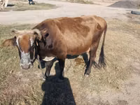 牛（ロット、性別未指定）, Simmental cattle — 写真 1