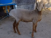 Oveja, Arashan sheep — foto 2