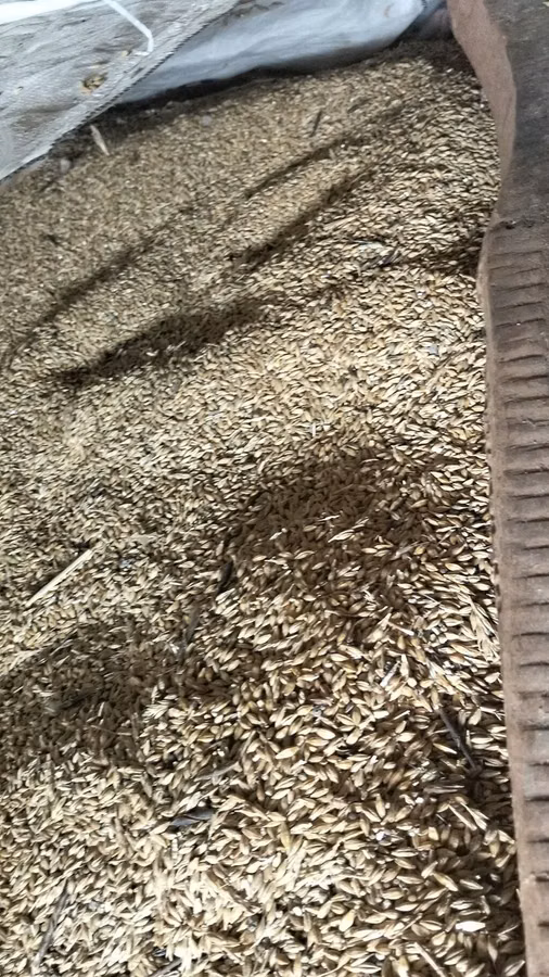 Arpa toxumu – xırda heyvandarlıq və əkiniş üçün Məhsul təsviri: -