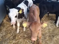 أبقار (دفعة، الجنس غير محدد), Simmental cattle — الصورة 7