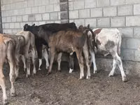 Boğa, Aberdin Angus — foto 8