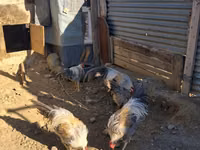 leghorn — foto 3