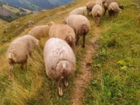 Owce (partia, płeć nieokreślona), Owce — zdjęcie 2