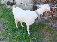 Ешкі, Beetal goats — 2-сурет