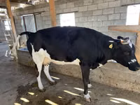 母牛, Russian Black pied cattle — 照片 3