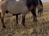 Aygʻir, Bashkir horse — 2-rasm