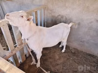 Kozioł, Saanen goat — zdjęcie 5
