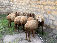 Койлор (партия, жынысы көрсөтүлгөн эмес), Койлор — сүрөт 2