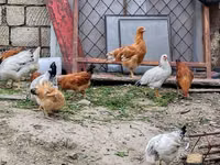 Chickens — ფოტო 3