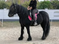 Hengst, Fell pony — Foto 8