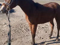 Kůň, Kazakh horse — foto 1