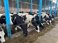 Kuh, Russian Black pied cattle — Foto 1