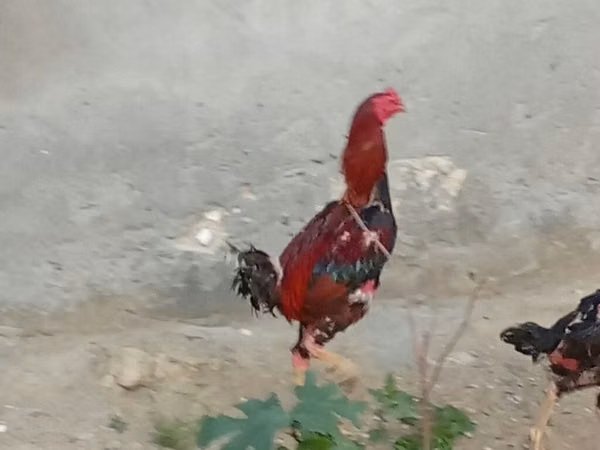 Chickens