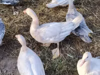 Ducks — Foto 2