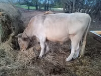 Бұқа, Charolais cattle — 2-сурет