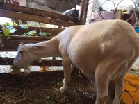 Koza, Saanen goat — zdjęcie 1