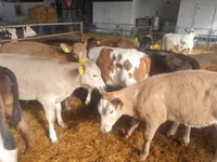 牛（ロット、性別未指定）, Simmental cattle — 写真 2
