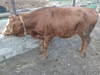 Kuh, Simmental cattle — Foto 6