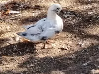 Ducks — zdjęcie 2
