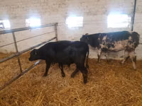 Bovins (lot, sexe non indiqué), Simmental cattle — photo 5