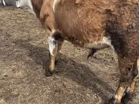 Buqa, Simmental cattle — 1-rasm
