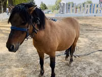 馬（ロット、性別未指定）, Australian Pony — 写真 1