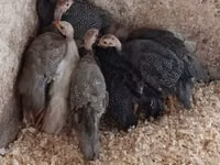 Guinea fowl — ფოტო 1