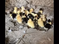 Ducks — Foto 1