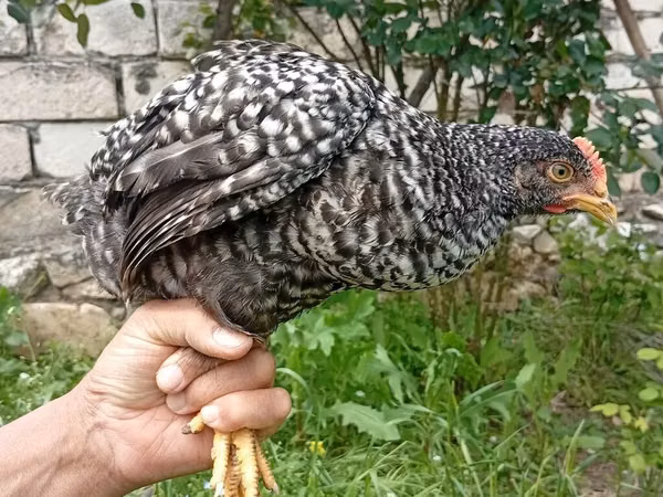 Chickens