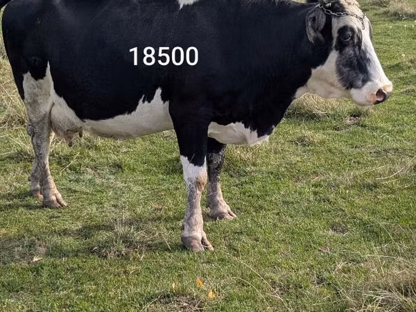 பசு, Russian Black pied cattle