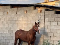 At, Friesian sport horse — foto 2