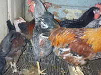 Chickens — الصورة 2