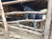 雌馬, Nonius horse — 写真 6