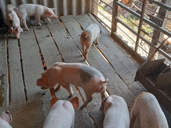 Knur, Świnie