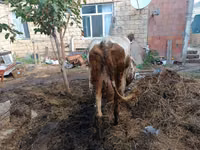 İnek, Simmental cattle — foto 3
