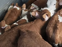 காளை, Simmental cattle — புகைப்படம் 2