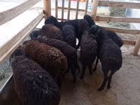 Ovce, Tajik sheep — foto 1
