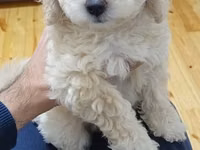 Maltipoo balaları – mini ölçülü, hipoallergen, tüksüz tökülməyə meylli — foto 3
