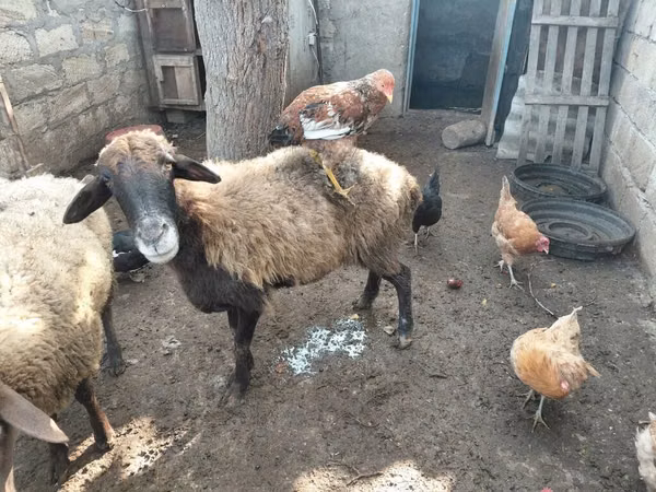 母羊, Sheep