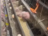 Chickens — foto 1