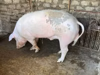 Knur, Świnie — zdjęcie 1
