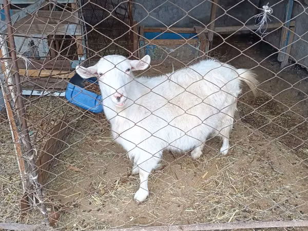 Echki, Saanen goat