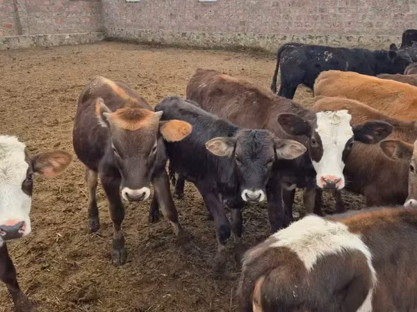 Taureau, Aberdeen-Angus
