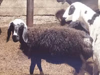 公羊, Sheep — 照片 1