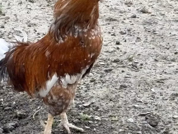 Chickens — Azerbaycan