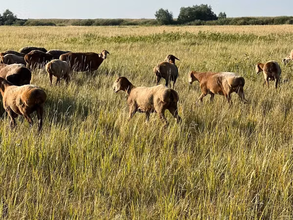 பெண் ஆடு, Arashan sheep