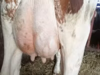 Vache, Montbéliarde — photo 2